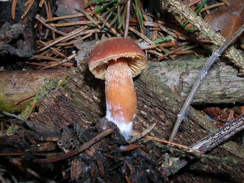 Tubaria furfuracea       (Pers.)     Gillet